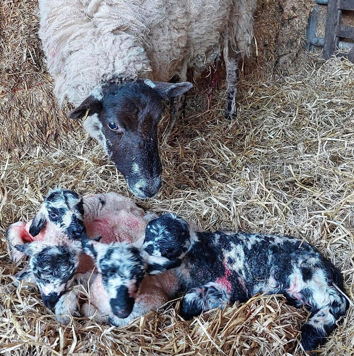 FarmingUK tweet media