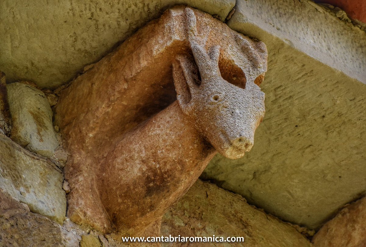 CantRomanica's tweet image. Canecillos con ciervos. Representado en la doble vertiente de objetivo cinegético y encarnación del alma humana, el ciervo es uno de los animales más representados en la iconografía del románico de Cantabria.

📸  Piasca y Elines

#cantabria #iconografía #arte #historia #romanico