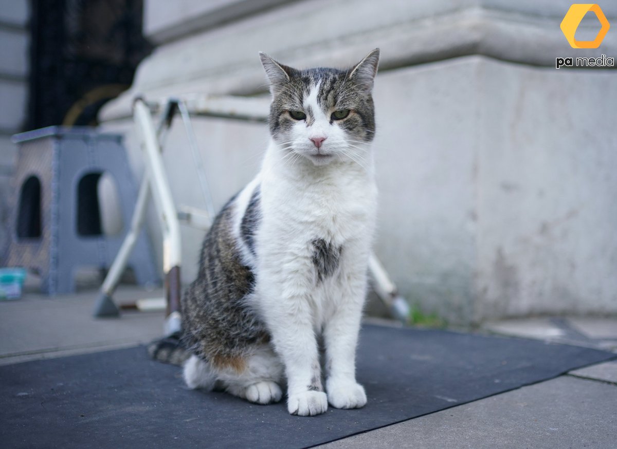Yui Mok on Twitter "Larry, a 16yearold British domestic tabby cat, in Downing Street, London