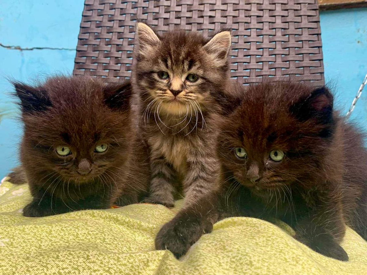 "What greater gift,than the love of a cat #kittens #cats #CatsOfTwitter