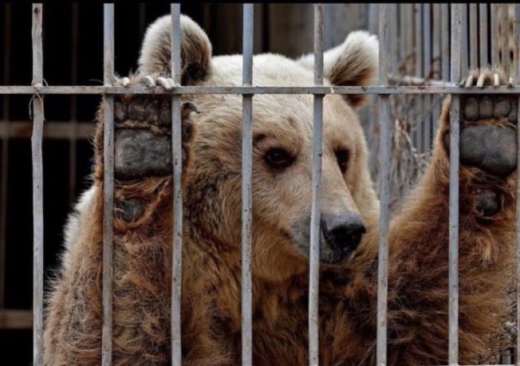 Riusciamo a mandare in tendenza l’hashtag #FreeM49 ?
L I BE R A T E L O 
Retweetta usando l’hashtag #FreeM49  🐻🐻