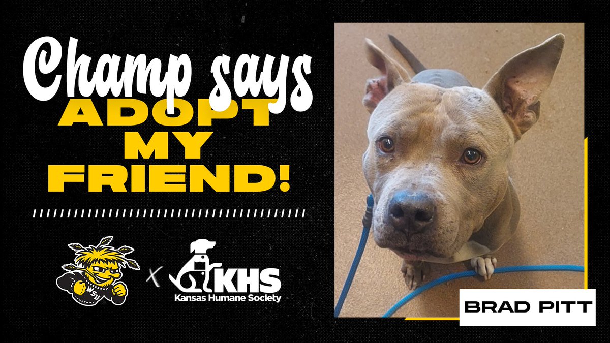 Help my friend Brad Pitt find a new home today!

🐕🏠⤵️
kshumane.org/adopt/pet-deta…