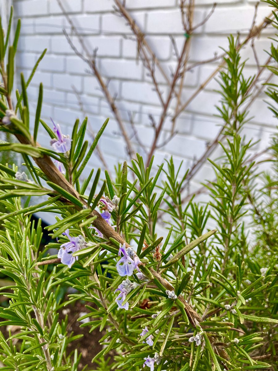 MatronsVeggies's tweet photo. Peach trees sometimes struggle to get pollinators because they flower so early in the season. I planted mine next to some mature rosemary bushes which are in flower already.  Brings in the pollinators #perfectforpollinators #pollinators #fruit #growyourown #growyourownfruit https://t.co/EuedgpK8d5