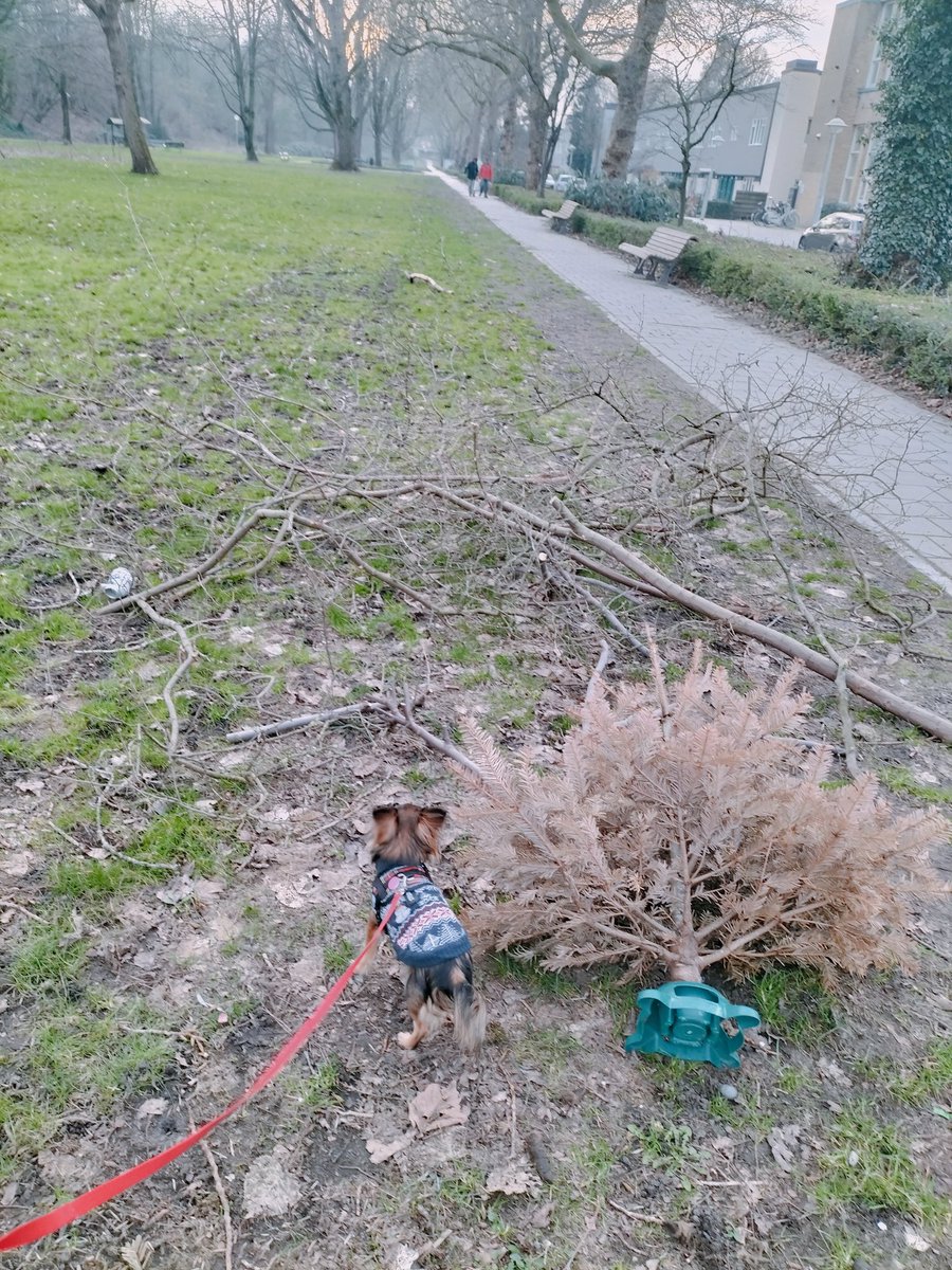 Sampfan's tweet photo. #littleterror-la duchessa on a mission to attack-startfights-bark at dogs 5 times her size 🤔 #realtime #020Oost🌿🤣🐶 #laduchessadiamsterdam https://t.co/0vJpt4AgQl