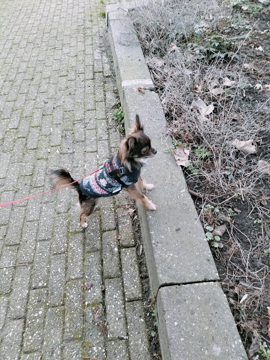 Sampfan's tweet photo. #littleterror-la duchessa on a mission to attack-startfights-bark at dogs 5 times her size 🤔 #realtime #020Oost🌿🤣🐶 #laduchessadiamsterdam https://t.co/0vJpt4AgQl