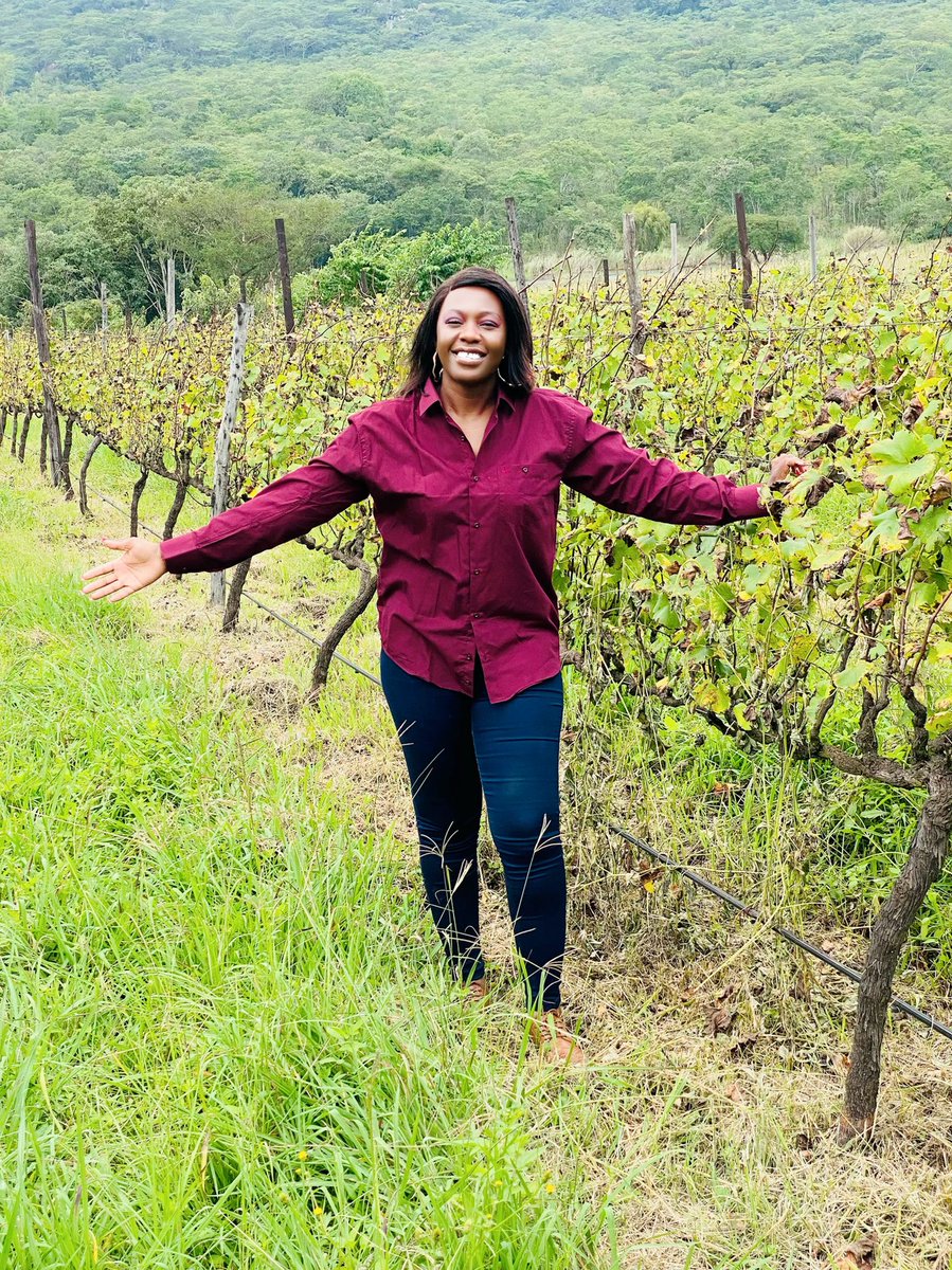agribusiness1 Wadzanai Manyore on Twitter "Grapes 🍇 production and