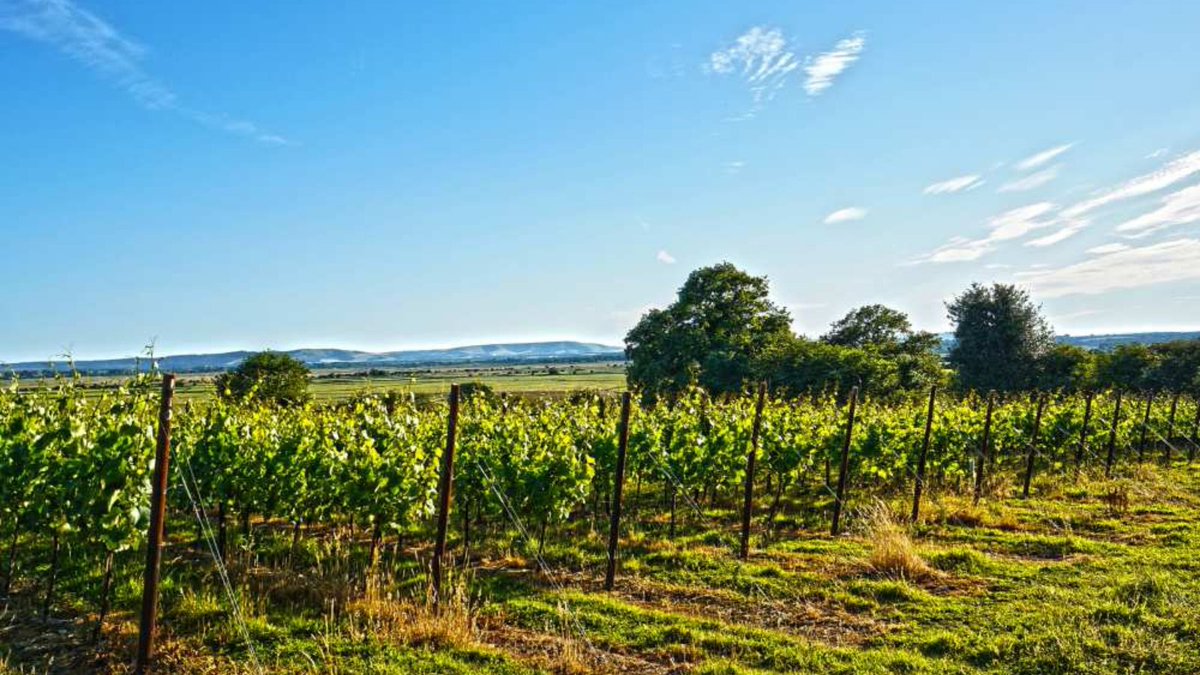 We are running an introductory course in London on 27-28 March for those who are interested in joining the MW study programme. 

Find all the details here: bit.ly/3K6AMO3

#mastersofwine