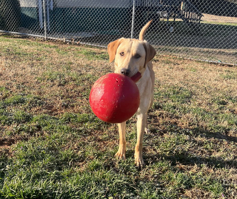 grratlanta's tweet photo. I'm Princess Peaches (or Playful Peaches as my friends at #GRRA like to call me). I’m a smart, energetic, loving, 2 yr old #LabradorRetriever who's eager to please &amp; looking for my #GRRAFureverHome.  Send us a message if you're interested in applying to adopt Princess Peaches. https://t.co/e9MKHz8dXD