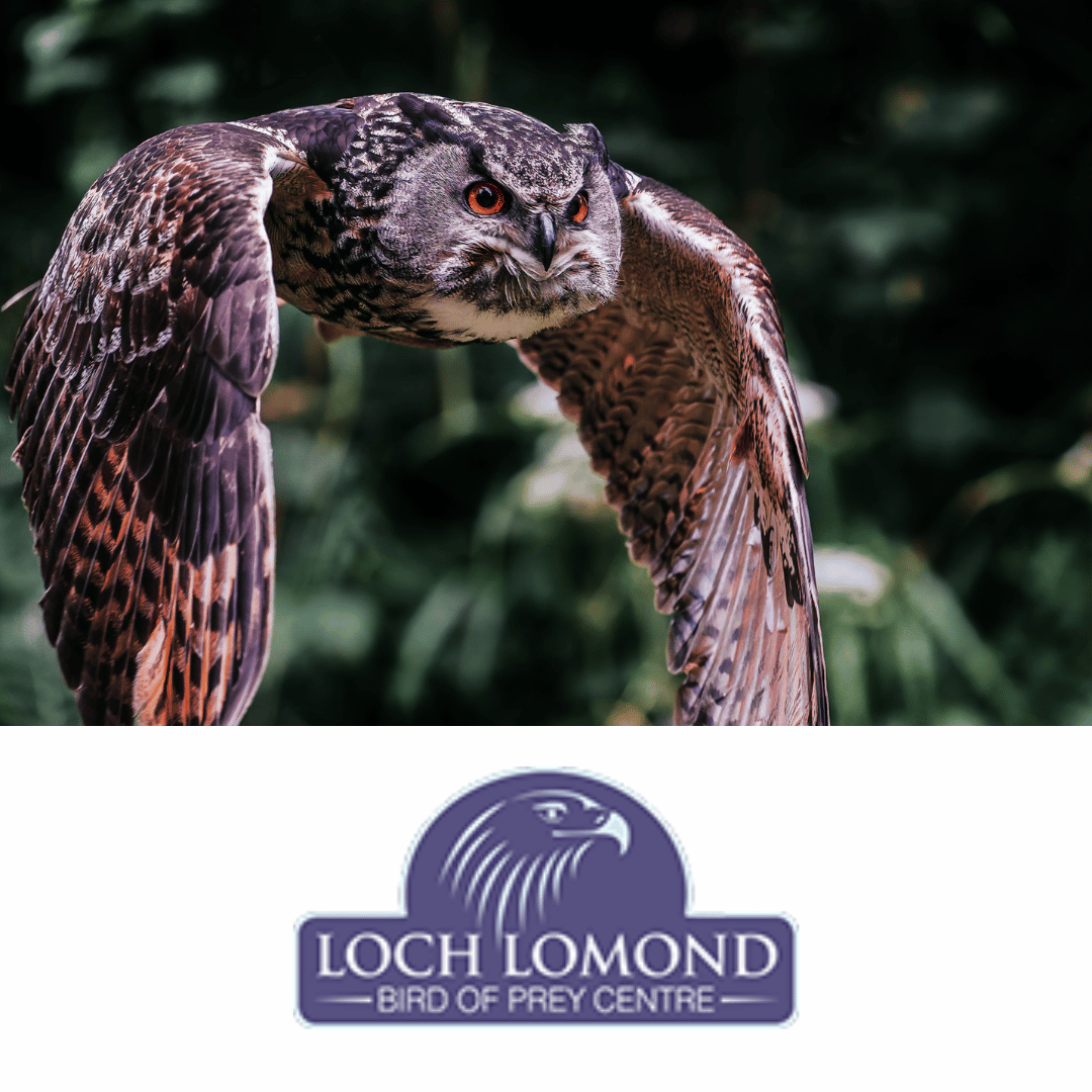 The Loch Lomond Bird of Prey Centre is open and ready to welcome you to discover their nearly 40 birds of prey and owls.
Picture credit to Jeffrey Wang, one of our photography competition short-listed entries, with this amazing photograph 😍 #birdofpreycentre #familydayout