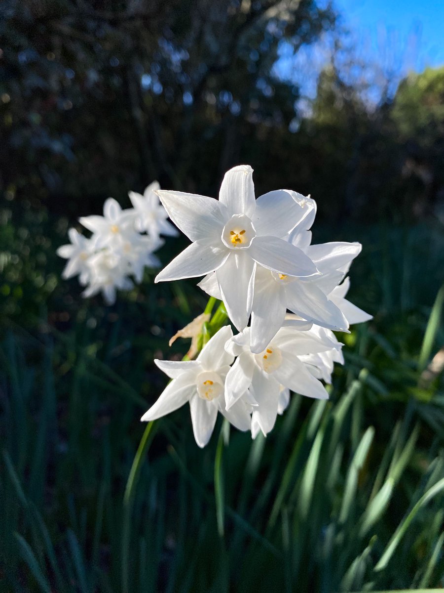 💐Comme un air de printemps 

#Flowers #nature #spring #photooftheday #photo #naturelovers #fleurs #wednesdaythought #white #France