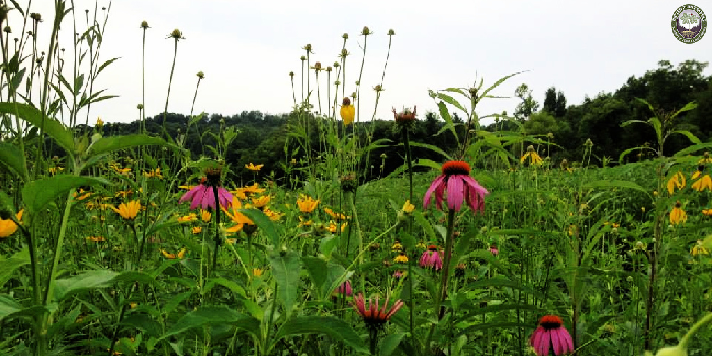 deveaugroup's tweet photo. Welcome to our Nonprofit Spotlight of the week! This week we have chosen United Plant Savers from Rutland, Ohio. https://t.co/nlIAlYsdhI  #nonprofit #nonprofitspotlight #unitedplantsavers #RutlandOH #EcoTourism #preservation #medicinalplants #TheDeveauGroupDifference https://t.co/kV1uhKy7zA