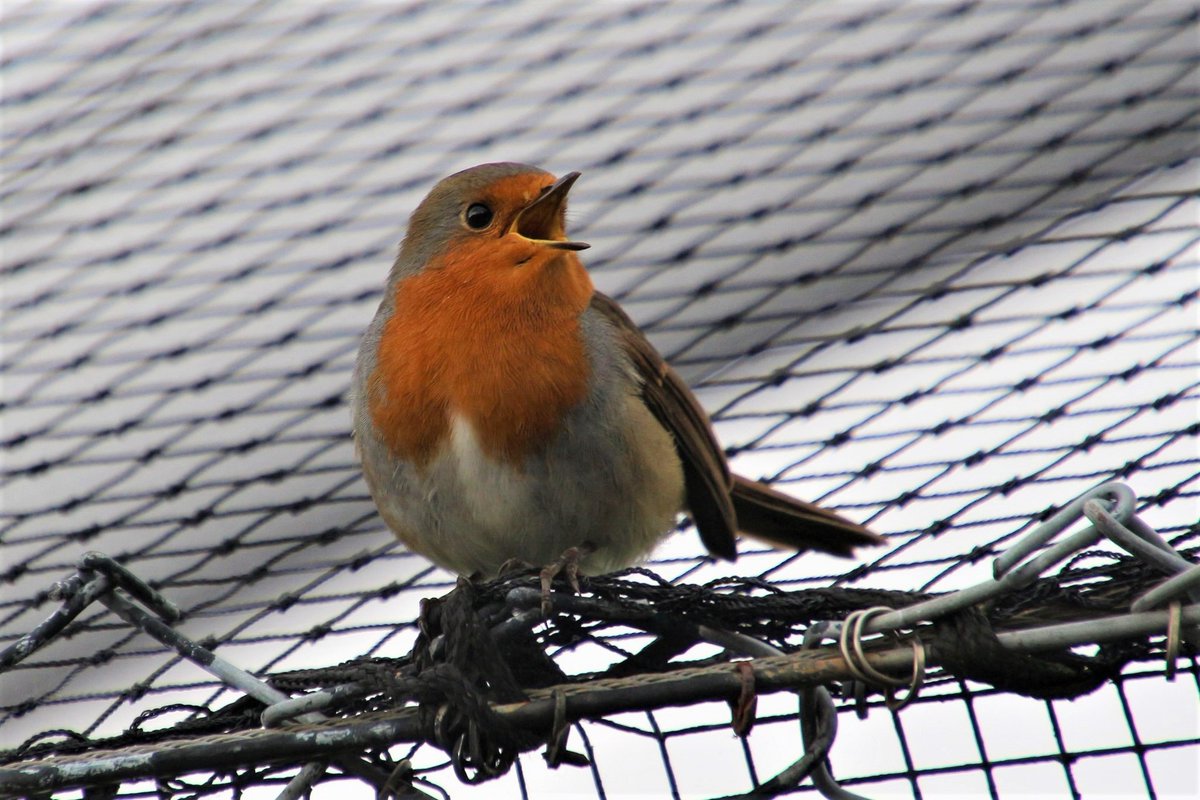 Robin #twitterbirding #TwitterNatureCommunity #twitterphotography