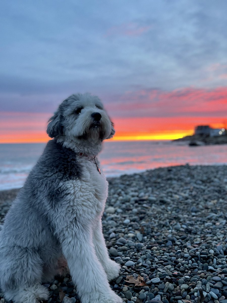 Finn took some time to pose for a photo this morning. 🐶🌅
#sunrise #dogs #stormhour #modelpose #imtiredfromalltherunning