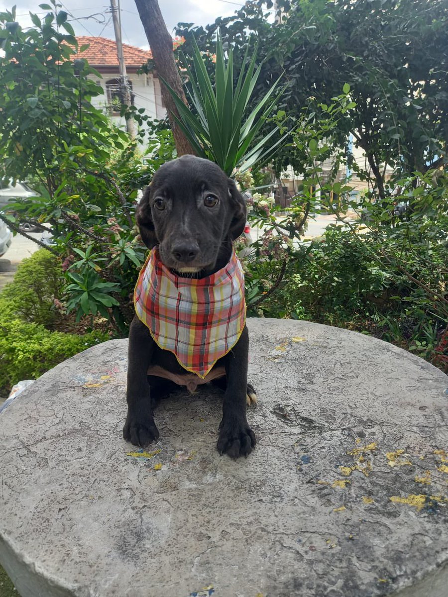 kaotinho's tweet photo. Galera, os irmãoszinhos Peter e Lupi ainda não foram adotados. Já estão castrados e vacinados. Aprox 4 meses e serão porte médio.❤️🤩

Deem uma chance para os machinhos pretinhos . Estamos em SP. 99682-6099🙏 https://t.co/aBKCv7dRsv