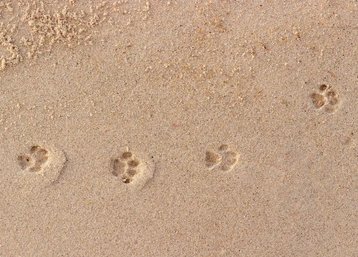 he did this🏖️🐾