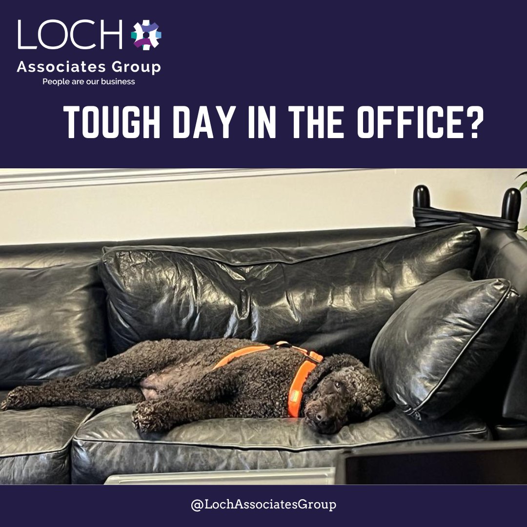 Tough day in the office? Even Ellie, our Chief Officer of Morale has them…

What do you do to relax when you’ve had a bad day?

#officedog #morale #toughday #employeewellbeing