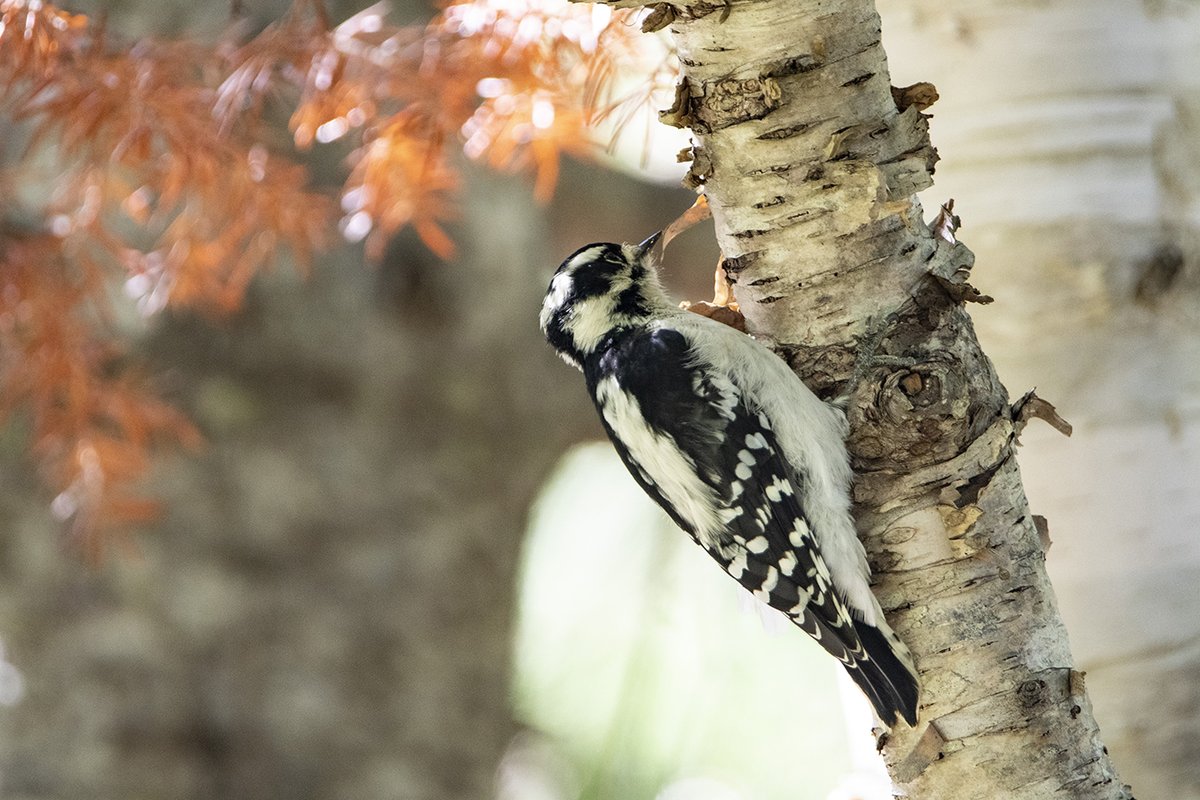 Pic mineur - Dryobates pubescens - Downy Woodpecker
.
#nikon #picmineur #downywoodpeckers #naturephotography #nature
