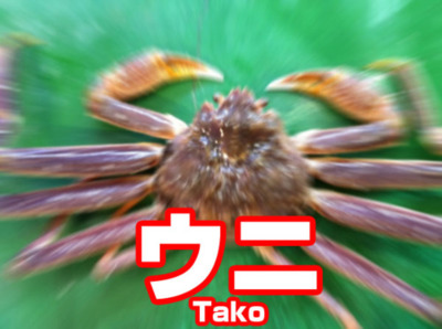 sdd3ty3's tweet photo. @s_uepon @yue4545 @poyu_z_ 「ウニの写真ではない」という共通理解があるからこの画像は成立してるわけです。それが選挙ギャルズ。

そして水族館でカニの水槽のパネルが「ウニ」になってる状況、これが例のギャル絵です。

生物学的に違うのでやや強引な例えですが、選挙ギャルズが何故成立してると感じるかの説明なのでご了承を https://t.co/FPn3Sx9iCq