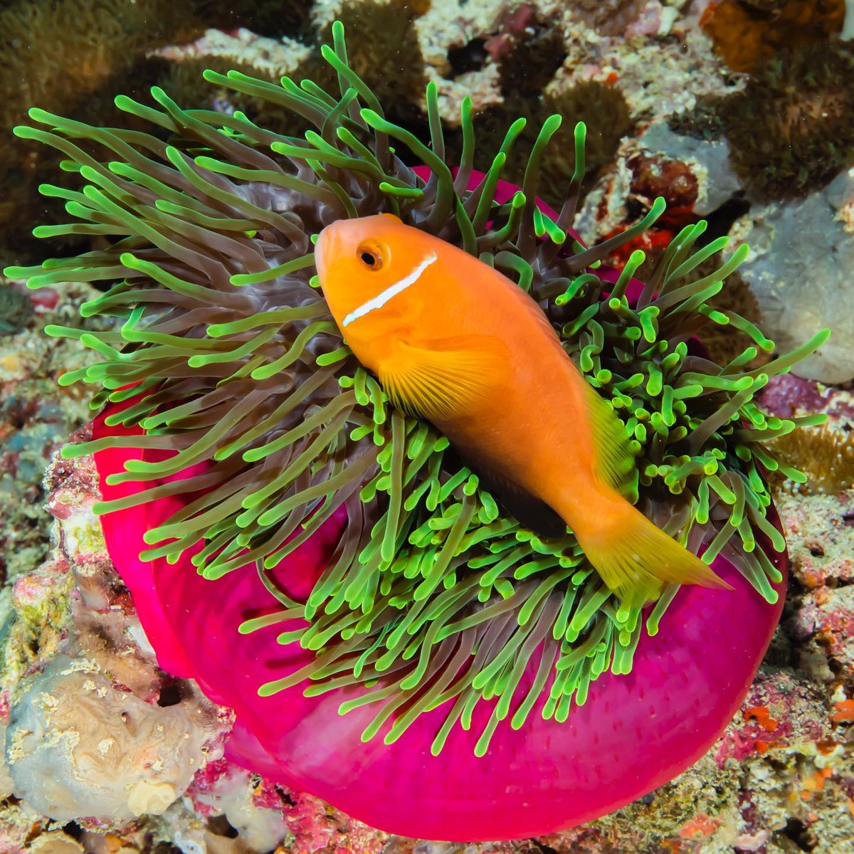 Symbiosis, the art of living together. ✨

📍Maldives

📸 IG: @bill_carmella

#scubadivingmag #scuba #scubadiving #myoceanaction #adventure #scubadivers #divers #scuba #sergeantmajor #damselfish #underwaterworld #underwaterphotography #underwatermacrophotography #macro