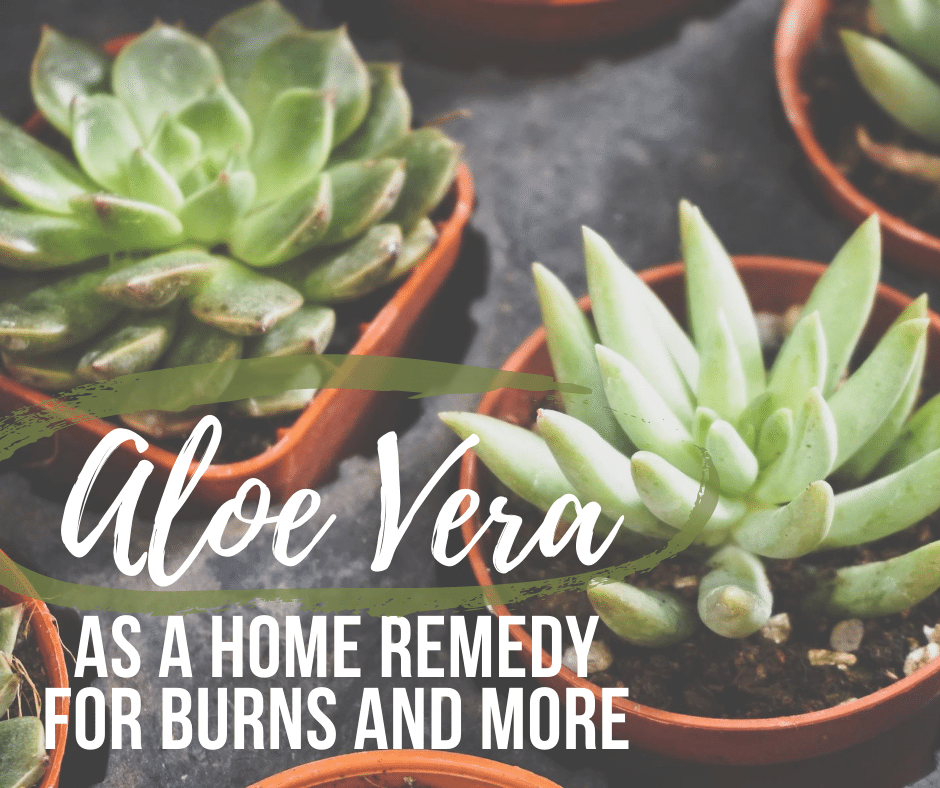 ElizabethYarnel's tweet photo. When it comes to plant-based remedies that work, Aloe vera should be first on your list. https://t.co/Pm2oOKsacS

#Health #Natural #Remedy #Aloe #AloeVera #Plant https://t.co/uv2OxOiuT3