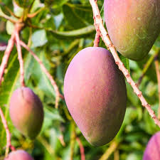 PlantOGram's tweet photo. Are you looking for something delicious, nutritious, and so flavorful that it'll make your taste buds tingle? 🤤 If yes, look no further! PlantOGram Mango's are flowering!
https://t.co/e12JVgL7i0
.
.
.
.
.
  #Fruit #Produce #Food #Plant #Mango #Pear https://t.co/r3fovvVJKI
