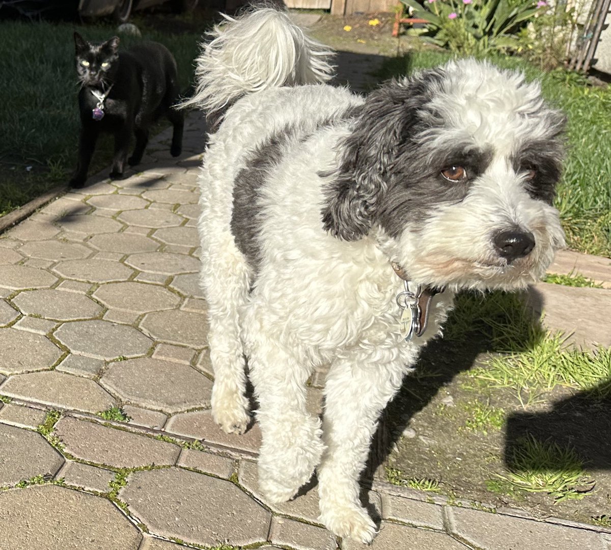 Snoopy, Coco & BulmaCat tweet media