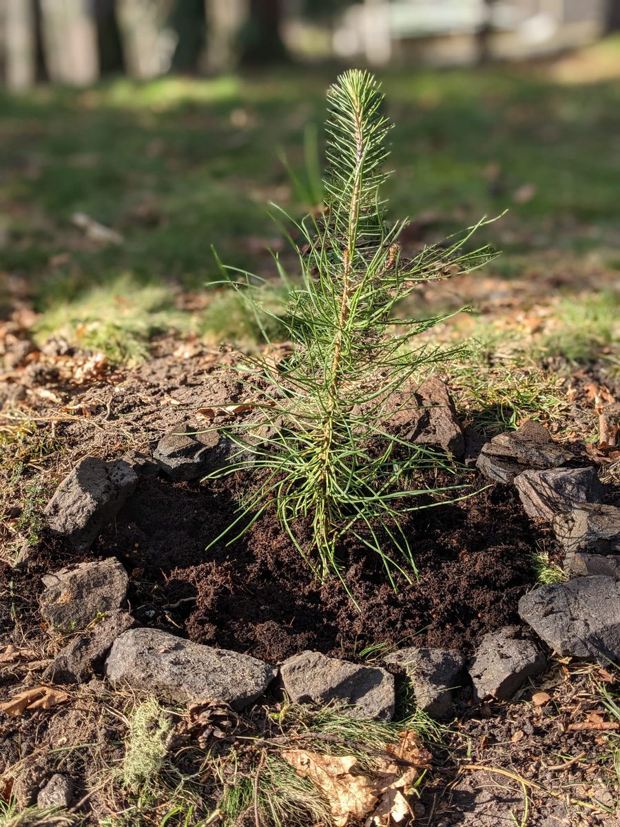 TrexAlto's tweet photo. Otros momentos de hoy en el #AltoMinhoTREX2023

Plantación de 🌳 en el centro de educación ambiental donde está el #ICP Incident Command Post

Este simple mensaje, este gesto ... para "ver nacer la vida" y en memoria de los que no están 🥹

¡Muchas gracias a todos! https://t.co/1maADMU4xT