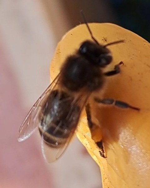 Nictownhoney's tweet photo. Some of our bees took advantage of the sunny weather today to go foraging ๐๐๐
#honeybees #beekeeping #localhoney #foragingbees https://t.co/lNmcQndpVn