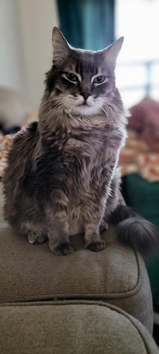 Post last picture of you cat! *No cheating*