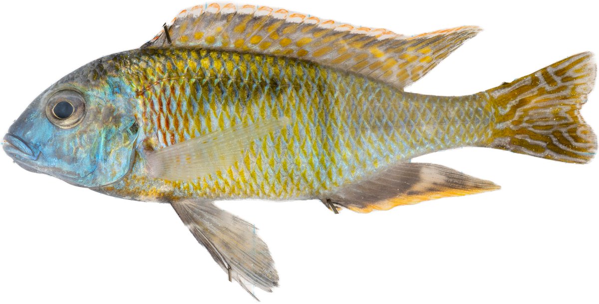Hannes Svardal (@hannessvardal) on Twitter photo A beautiful Malawi cichlid rarely found in Europe O. argyrosoma A beautiful Malawi cichlid rarely found in Europe O. argyrosoma
