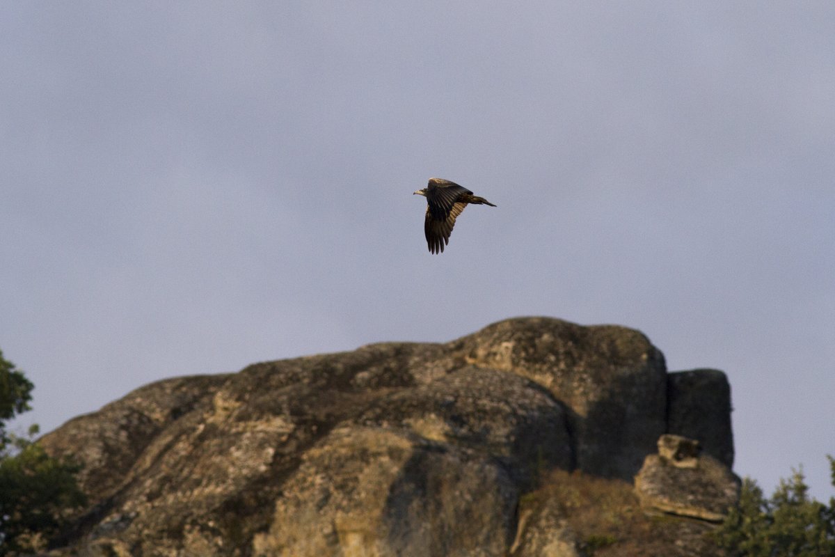 Neophron Returns tweet media