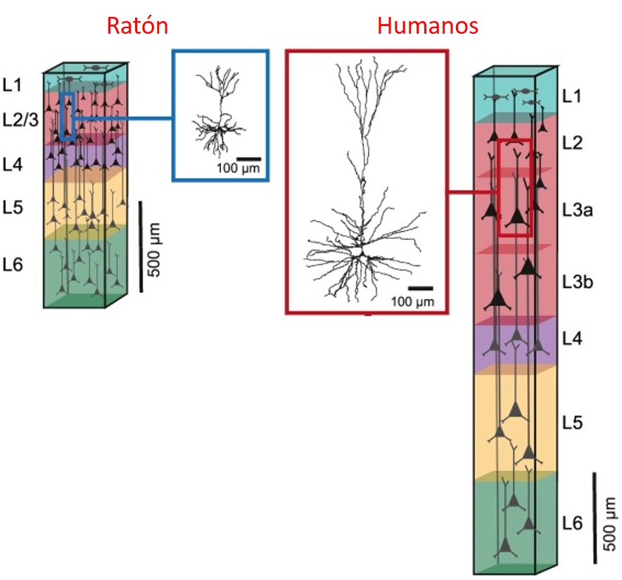 Neuro_Colombia's tweet image. Las principales características de las neuronas de la #CortezaCerebral humana en comparación con otras especies son el tamaño, la complejidad de sus dendritas y la diversidad de células. 
(diversidad morfológica, química y electrofisiológica).