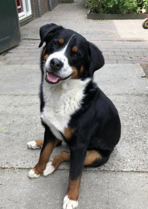 Graag massaal delen! Deze hond is gestolen. Omgeving Wieringerwerf. Help de hond weer thuis te krijgen 🙏🏻 <a href="/DeRavissante/">Wilma</a> zou jij willen delen? Dank je wel