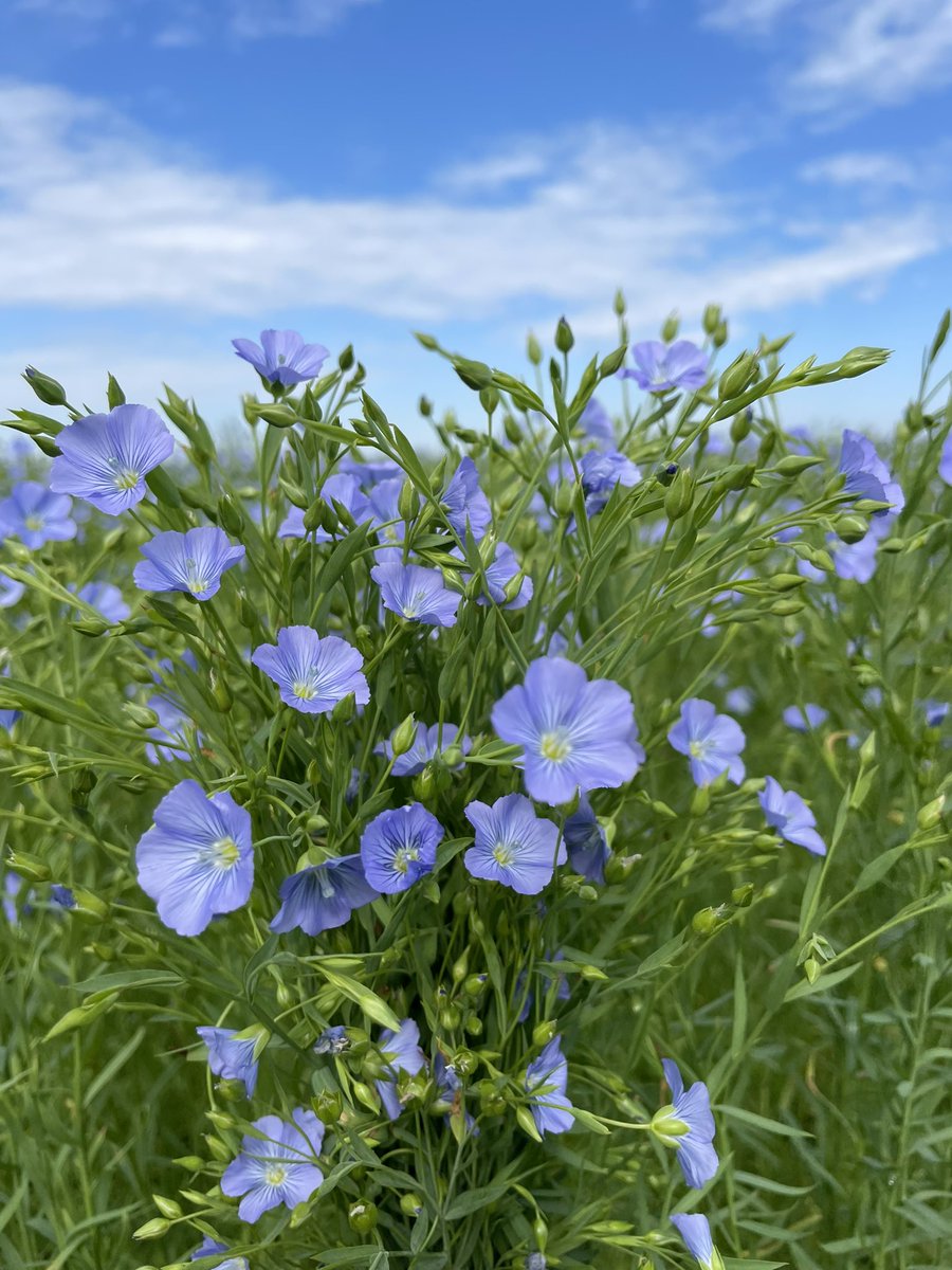 Proud as ever to be a part of this industry! Happy Canadian Ag Day everyone 🐮🌾 @AgMoreThanEver 
#CdnAgDay