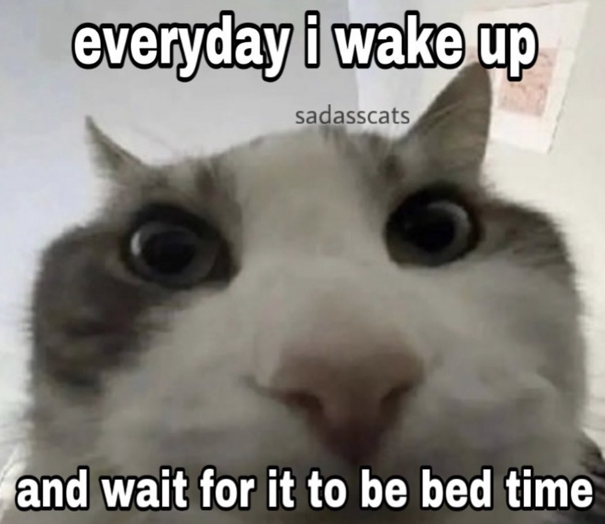 Cats that are literally me (@literallymecats) on Twitter photo 2023-02-15 17:22:43