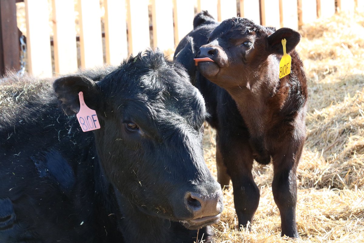 adellegervin's tweet photo. I love my little corner of the agriculture industry! #cdnagday https://t.co/4Lzf9LyC18