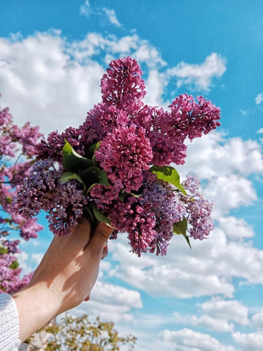 Букет сирени в руках