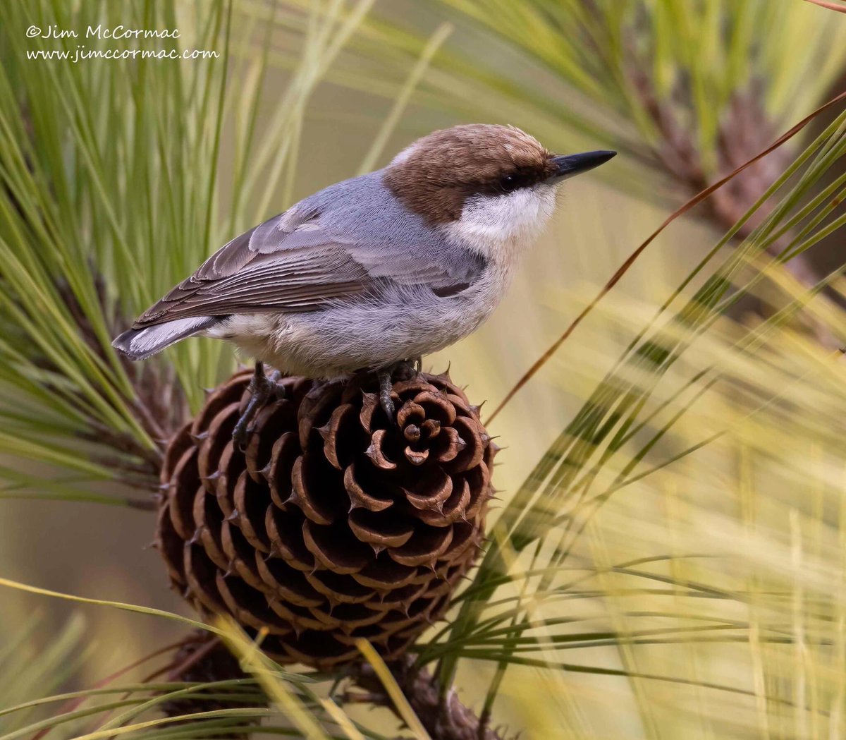 Jim McCormac tweet media