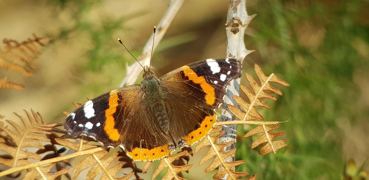 2 of the 4 Red Admiral seen interacting together in the sunshine this afternoon at @RSPBArne @BC_Dorset @savebutterflies