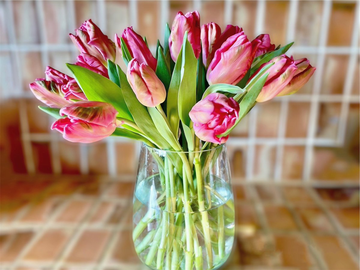 Simply perfect!

#tulip #tulips @smithandmunson #smithandmunson #pink #marvel #parrot #britishtulips #britishflowers #britishgrown #britishgrownflowers #cutflowers #valentines #valentinesday #valentine #nikkilewisphotography #nikkilewisphotos #flowers