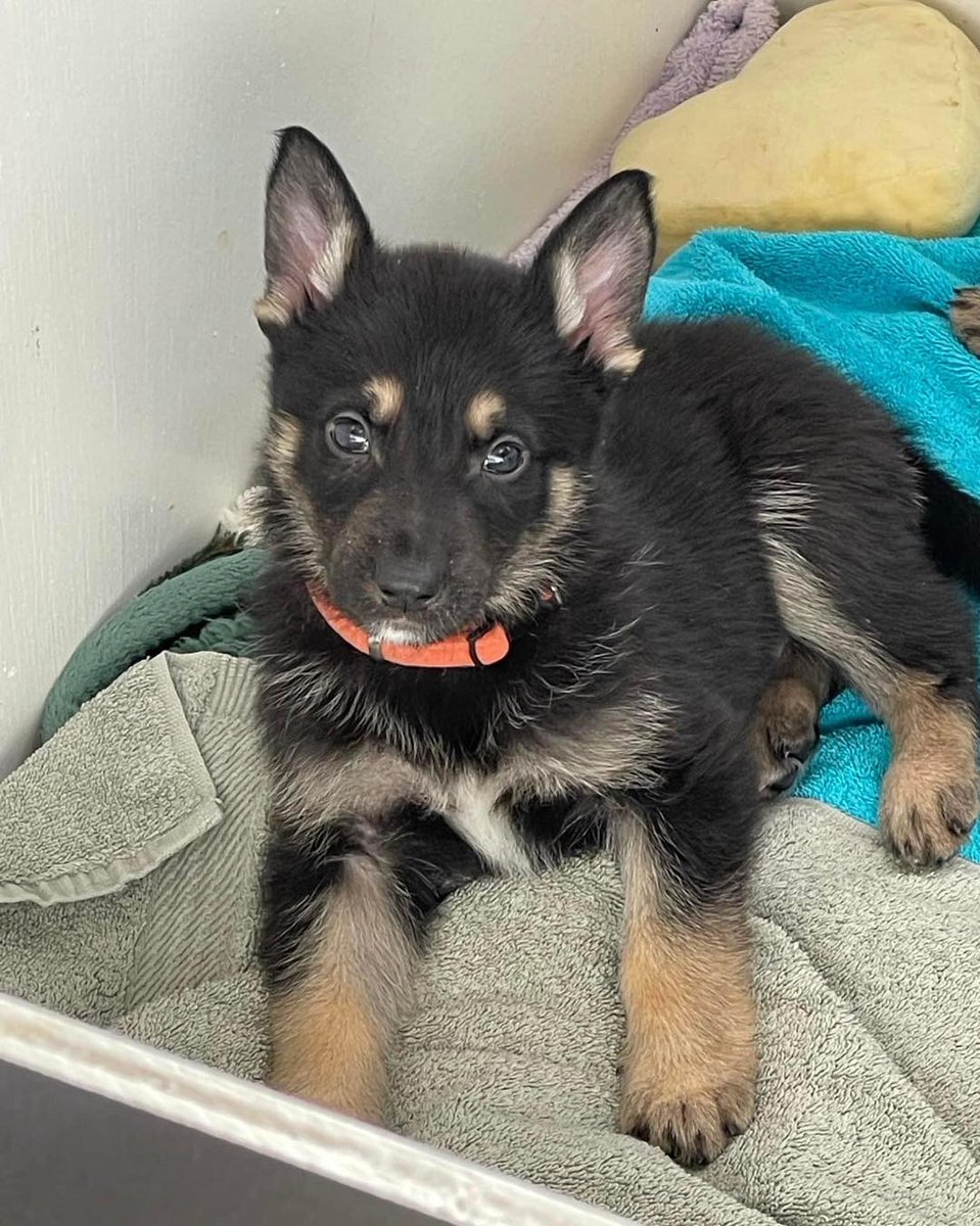 Detroit Dog Rescue tweet media