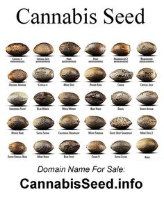 HHMU_Banksia's tweet photo. #CannabisCures-#HempHeals
#ShareBestPractice
#Hints & #Tips
#StrengthInNumbers
#POTentTRIPS
#FeedTheBirds-#MotTheFeds
#PlantThoseCuttingsInTheFlowerBeds
@mikecoulson48 @UrbFinestFlower @RandolphTrent @Zoompad @GeorgeW78246413 @Ronberr27734234 @JoeBloww13 @lynnpotter11 https://t.co/9kGtpusrwO