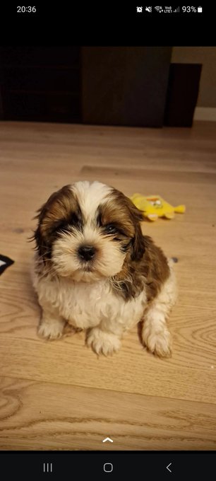 Meet Toby. My new puppy 🥺 My valentines present to myself ❤️ https://t.co/D8oJ3qne9Q