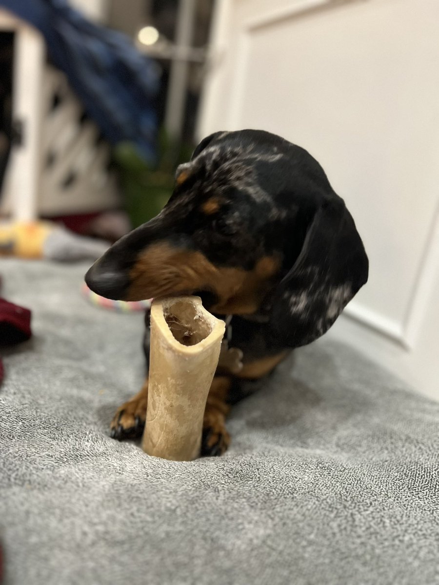 This bone is the same size as me 😋🤯