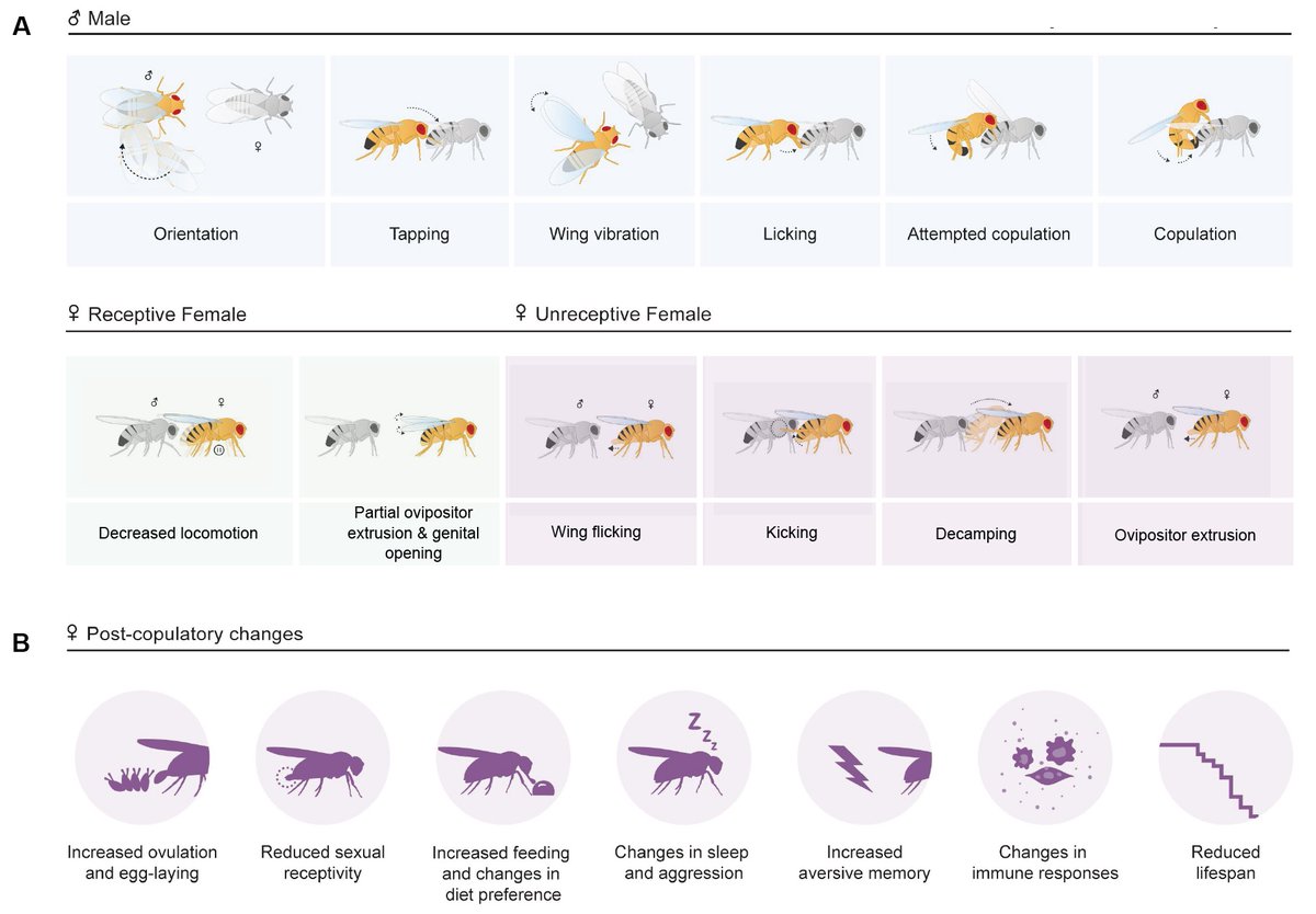 Carolina Rezaval (@crezaval) on Twitter photo 📢Check out our intro chapter and 4 protocols to study <a href="/reproductive/">adultimage.cn</a> behaviours in flies.
<a href="/CSH/">it's political economy ...</a> Neurobiology of Drosophila lab manual.
Written together with Anne <a href="/PhilipsbornL/">PhilipsbornLab - now on Mastodon!</a> and Galit Ophir.
Thanks to editors <a href="/AlexCarlKeene/">Alex Keene</a> <a href="/ScottishWaddell/">Scott Waddell</a> for the invite to contribute. 📢Check out our intro chapter and 4 protocols to study <a href="/reproductive/">adultimage.cn</a> behaviours in flies.
<a href="/CSH/">it's political economy ...</a> Neurobiology of Drosophila lab manual.
Written together with Anne <a href="/PhilipsbornL/">PhilipsbornLab - now on Mastodon!</a> and Galit Ophir.
Thanks to editors <a href="/AlexCarlKeene/">Alex Keene</a> <a href="/ScottishWaddell/">Scott Waddell</a> for the invite to contribute.