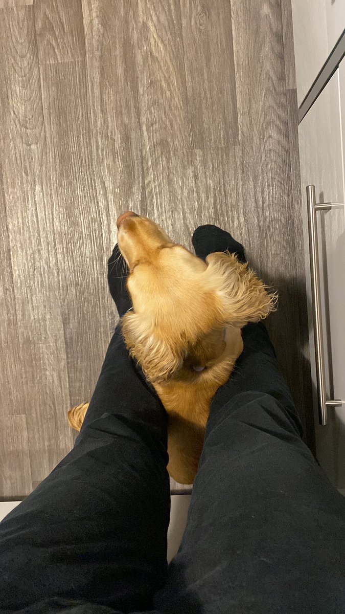 ChrisMacLennan_'s tweet image. Getting ready to head for some treatment at the dentist (which is a place I have never enjoyed) and this one I think has sensed the anxiety and wants to dish out a wee cuddle. 

Aren’t dogs just the best 
#calla #cockerspaniel #dogsoftwitter