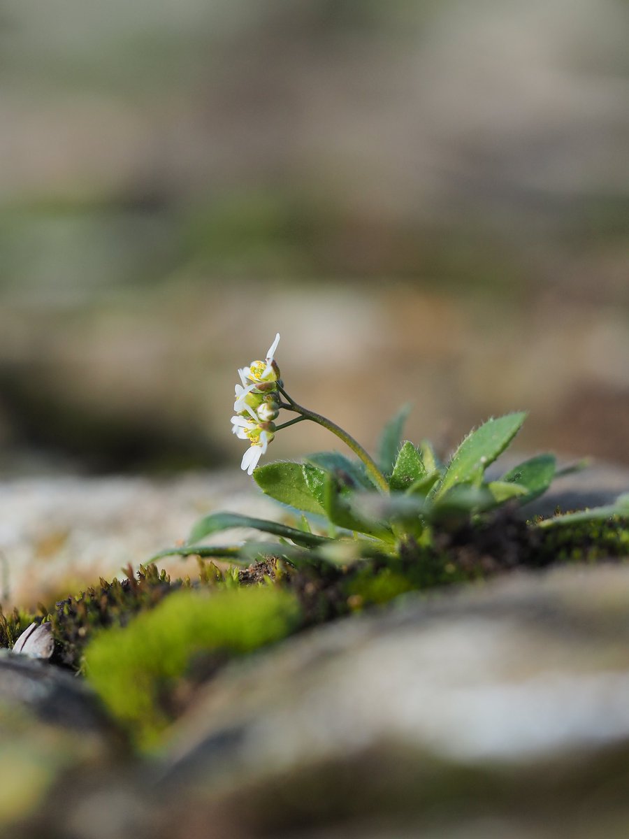 Yay! First Common Whitlow-grass found in flower today. Minster Lovell Hall, Oxfordshire. @BSBIbotany