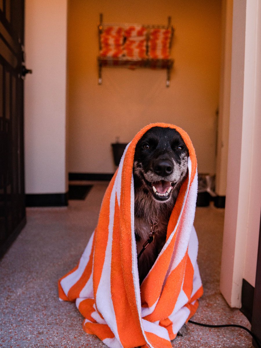 Whether you are staying at #TheBestFriendsRoadhouse 🏩 for adventure or relaxation, our #petspa 🛁 may come in handy. #PetFriendlyHotel ^ac
📸: Our Van Life Moments