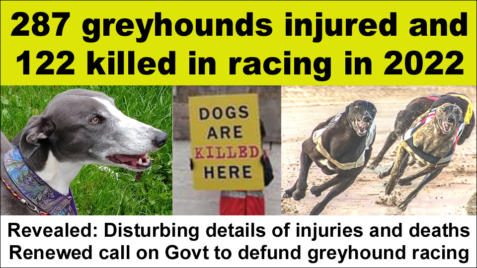 Ban Blood Sports on Twitter "287 greyhounds suffered injuries and 122