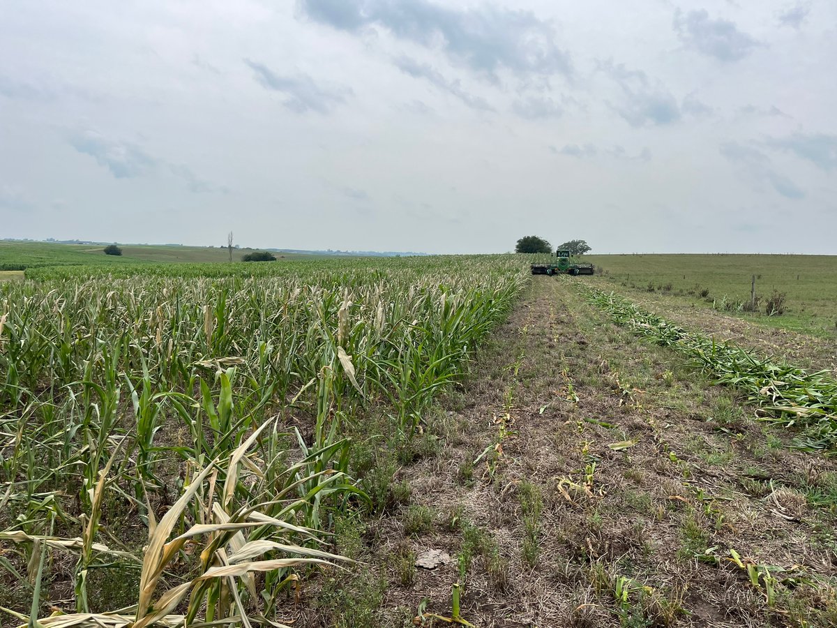 PlanAgro's tweet photo. #Ahora en📍La Horqueta, Colonia
Por la gran seca, se decidió seguir haciendo #Silopack de cultivo de Maíz 🌽
Con el objetivo de tener #FibraDeCalidad🌱🌱🌱para el invierno 🐃🐄🐑
Fotos: gentileza de B. Vuille
Ing. Perrachon #Colonia #PlanAgropecuario https://t.co/IVaDFe2Fax
